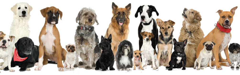 pet rescuers
