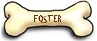 Become a Foster