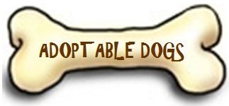 Adoptable Dogs